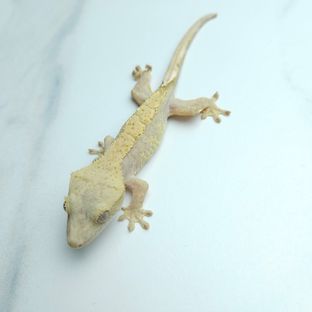 하이포