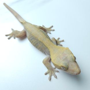 하이포