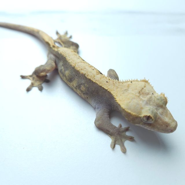 하이포
