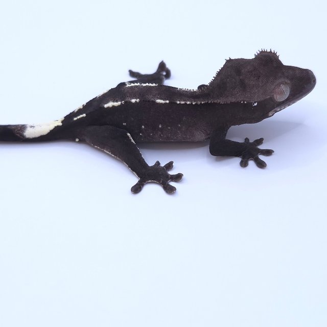 Axanthic
