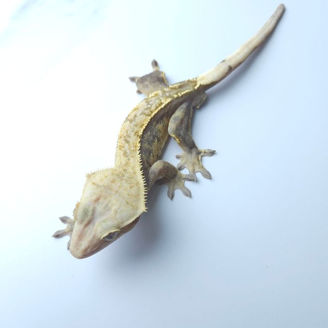 하이포
