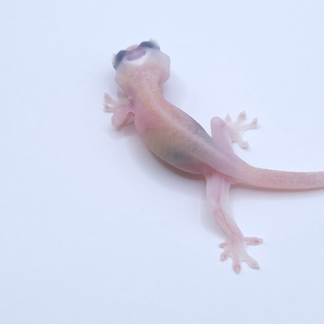Super Hypo