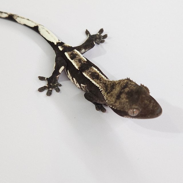 Axanthic