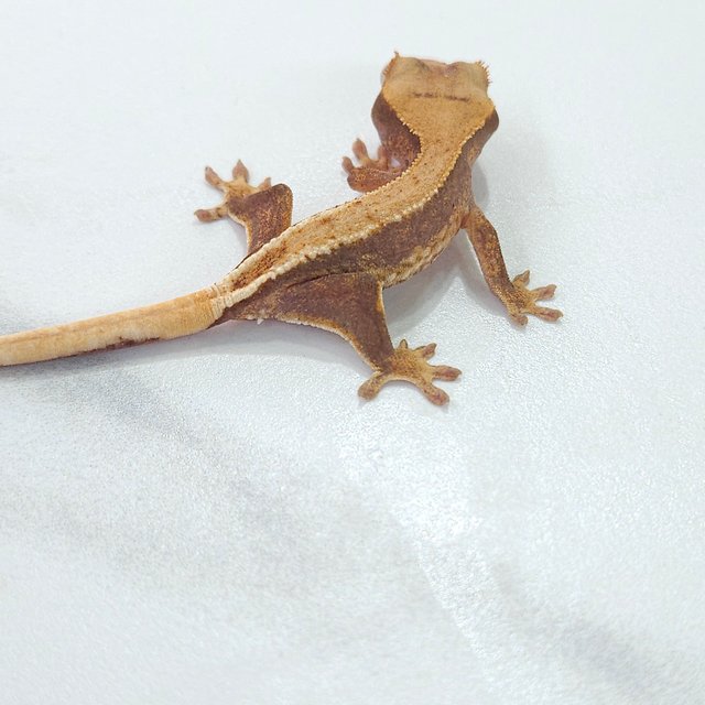 릴리화이트 하이포