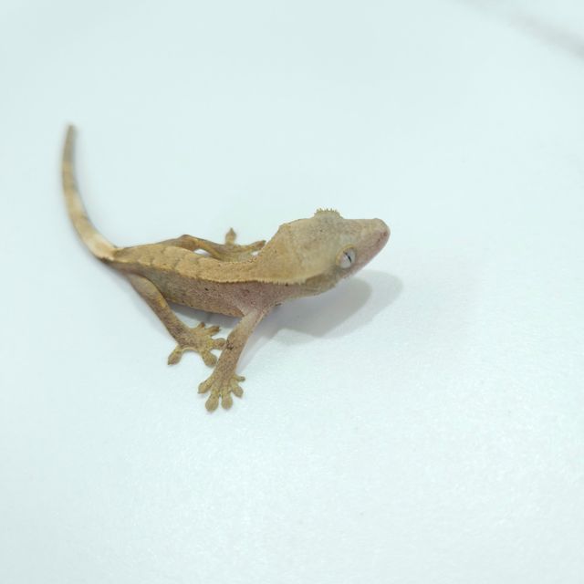 하이포