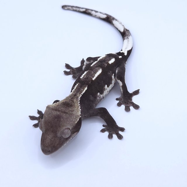 Axanthic