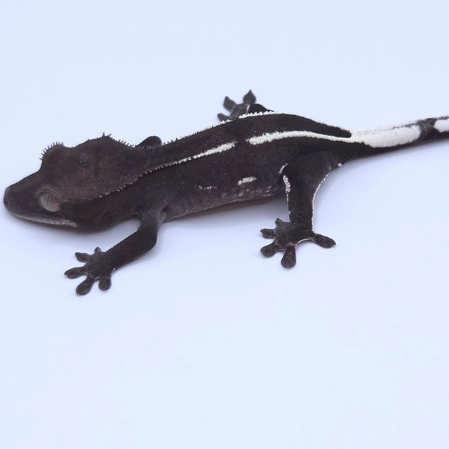 Axanthic
