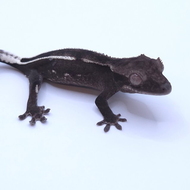 Axanthic