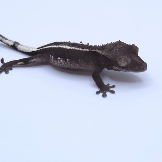 Axanthic