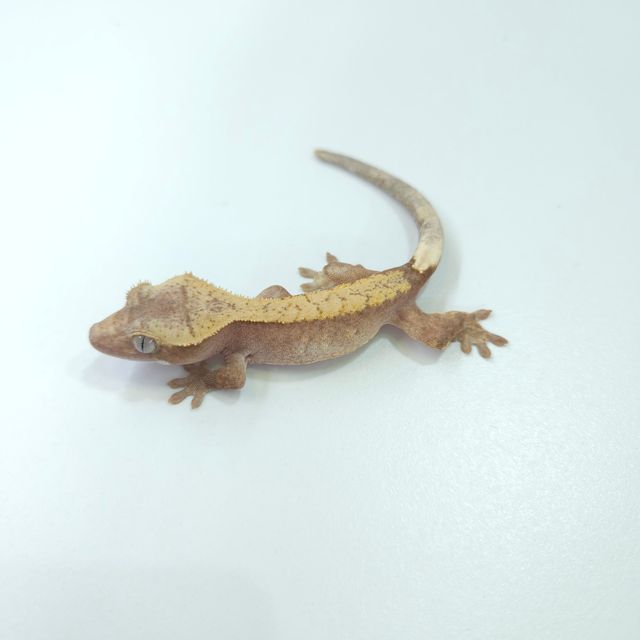 하이포