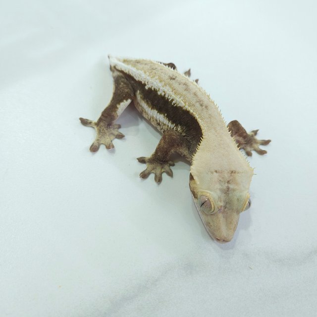 릴리화이트 하이포