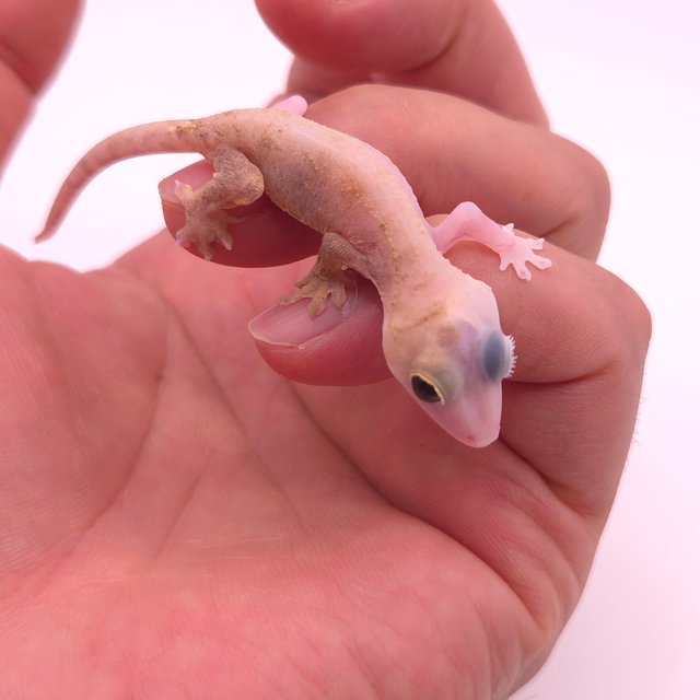 Super Hypo