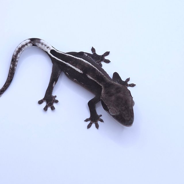 Axanthic