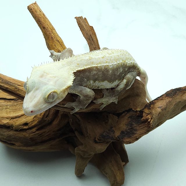 릴리화이트 하이포