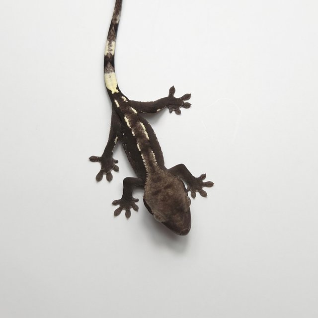 Axanthic