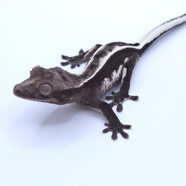 Axanthic