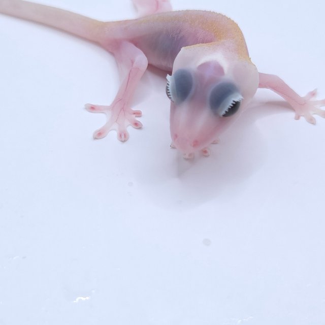 Super Hypo
