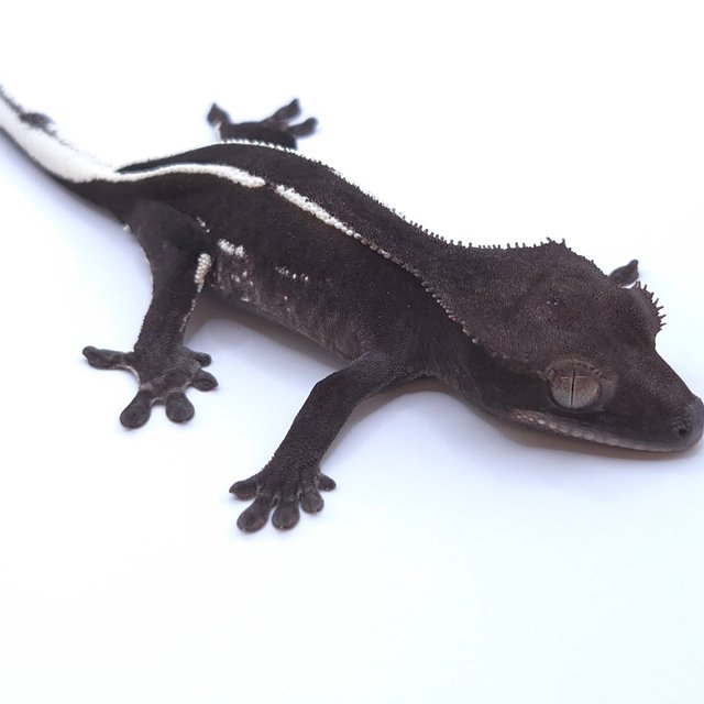 Axanthic