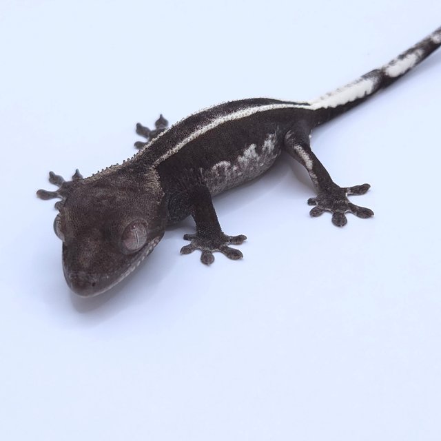 Axanthic