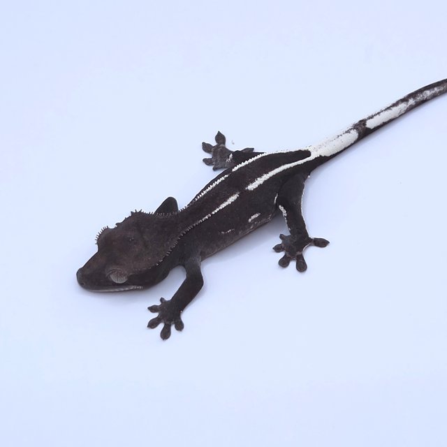 Axanthic