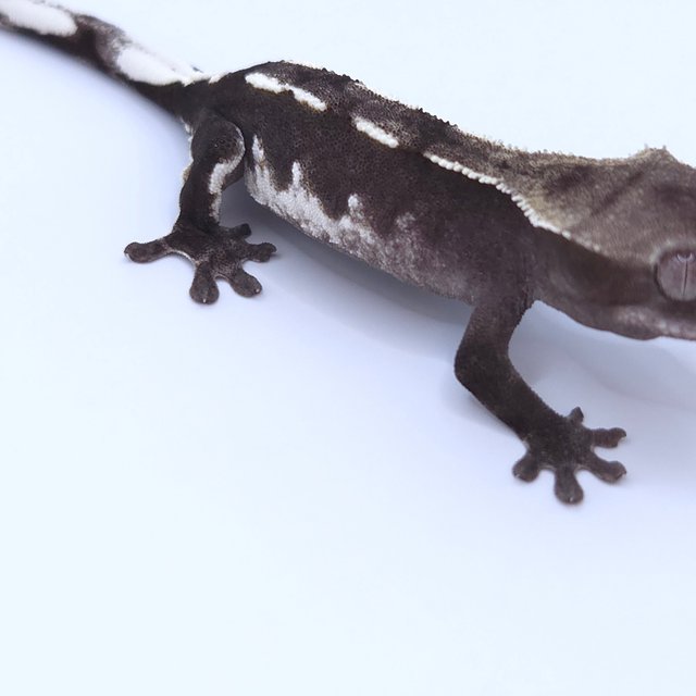 Axanthic