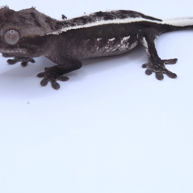 Axanthic