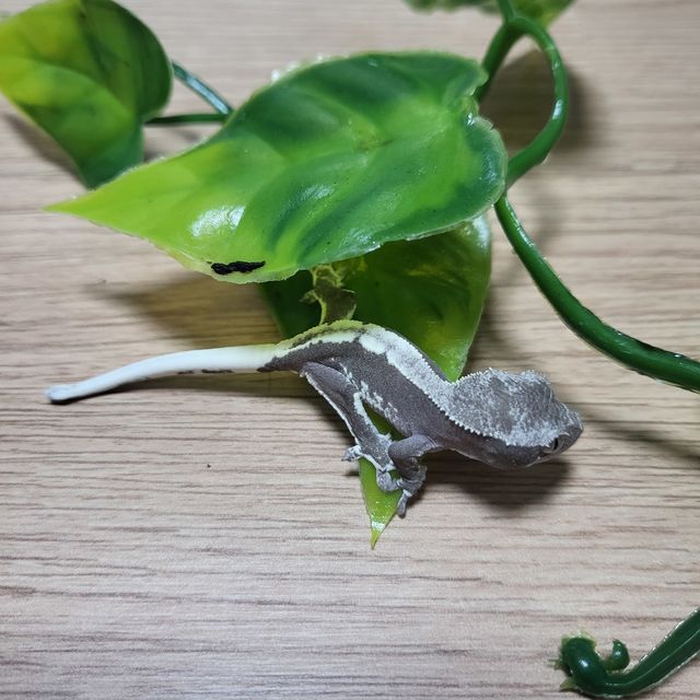 릴잔틱