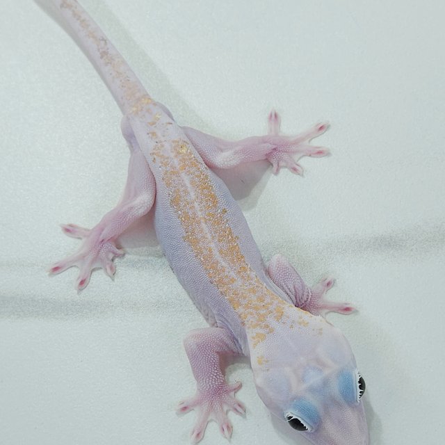 Super Hypo Lilly White