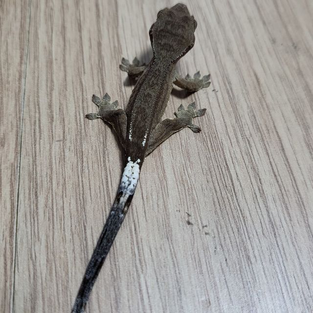 카푸치노
