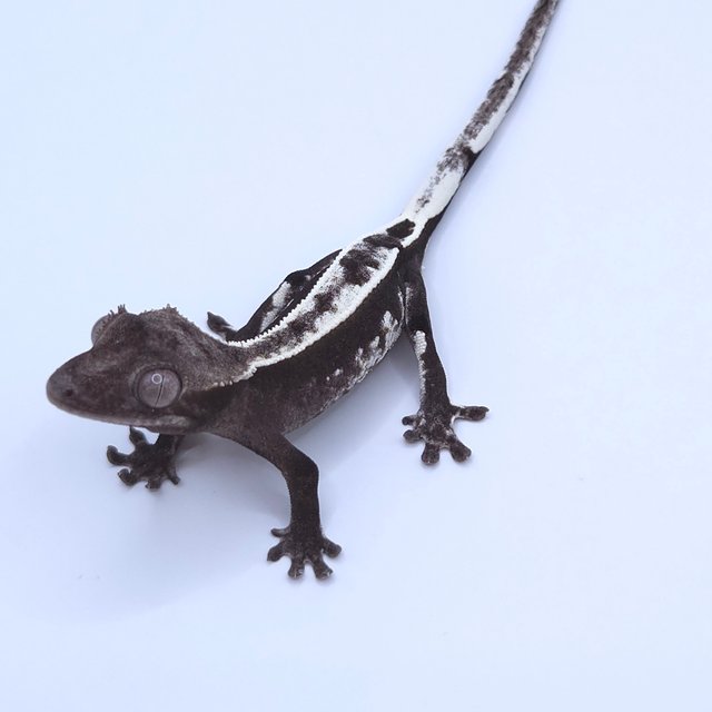 Axanthic