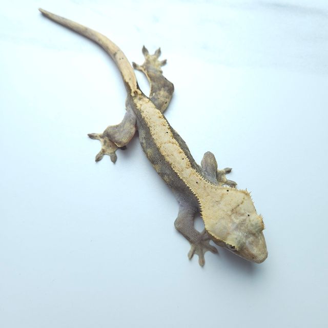 하이포