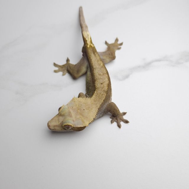 하이포