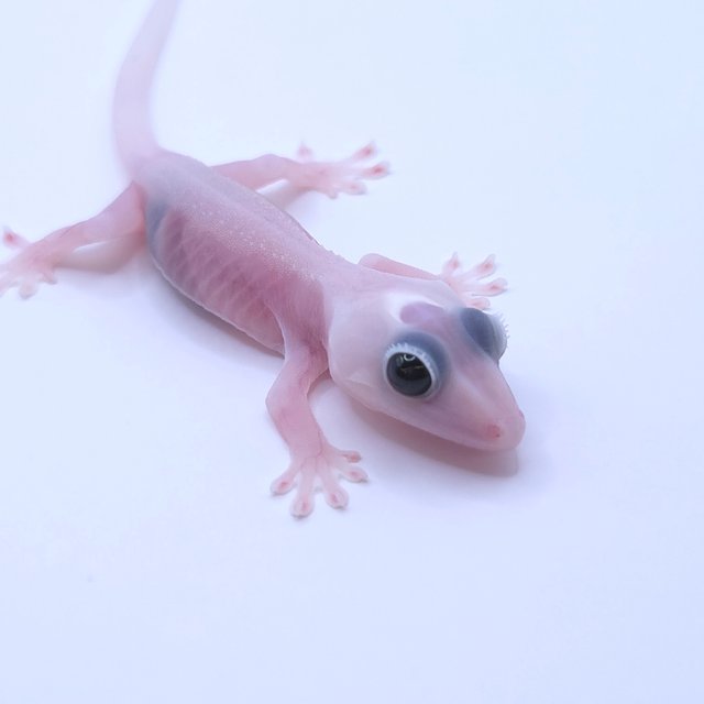 Super Hypo