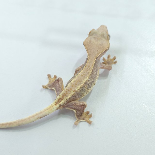 릴리화이트 하이포