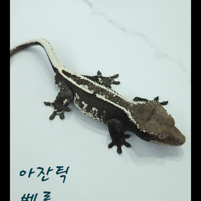 Axanthic