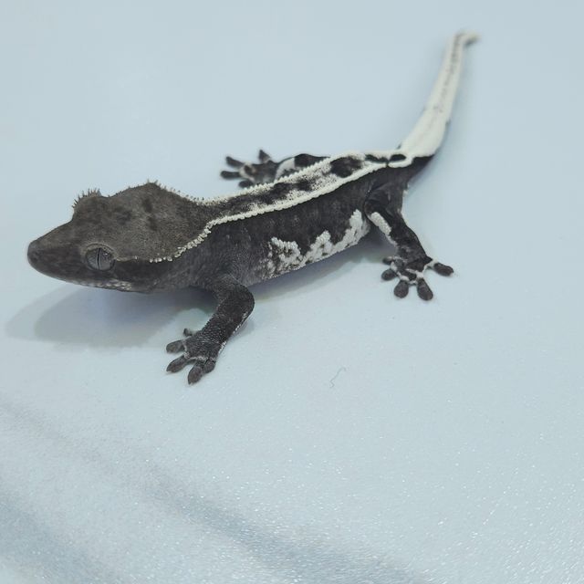 아잔틱