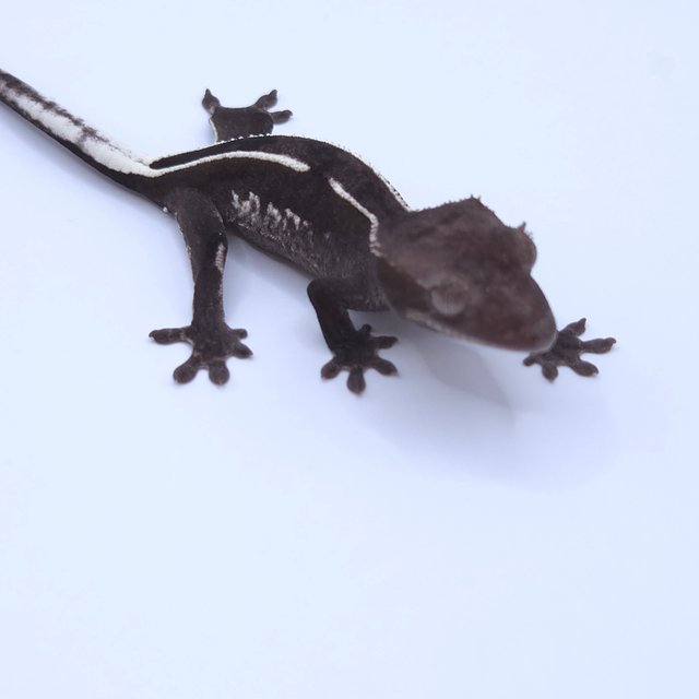 Axanthic