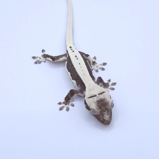 Lilly Axanthic
