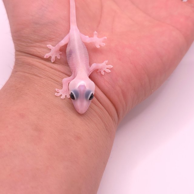 Super Hypo