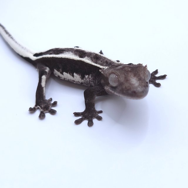 Axanthic