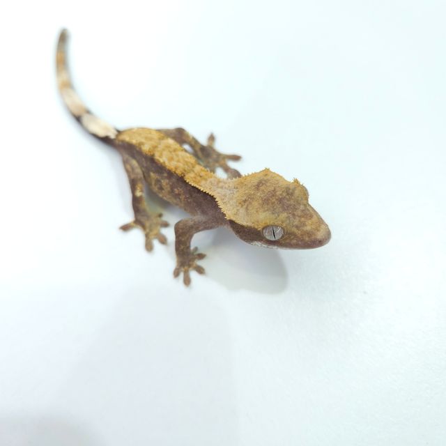 하이포
