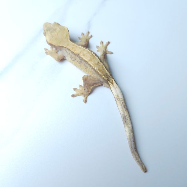 하이포
