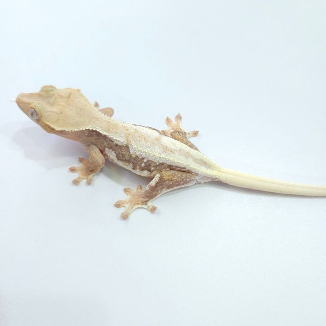 하이포 릴리화이트