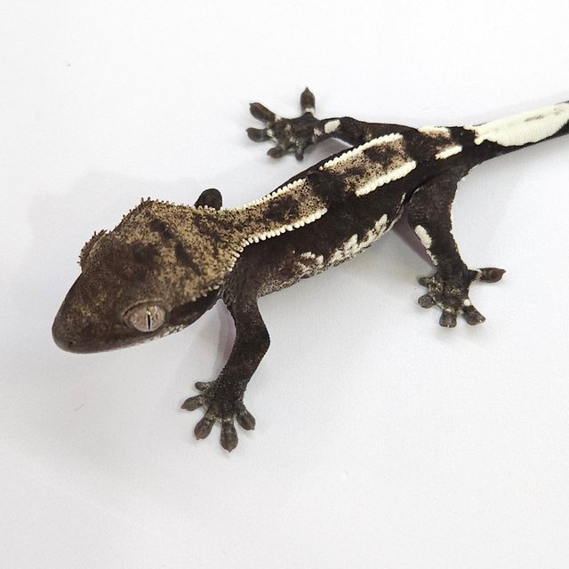 Axanthic