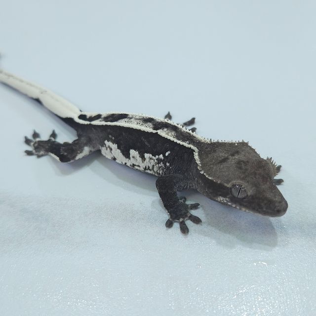 아잔틱