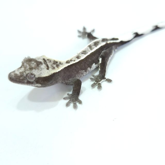 아잔틱