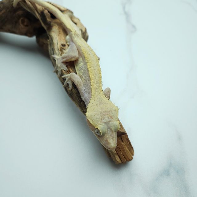 하이포