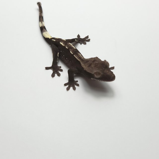 Axanthic