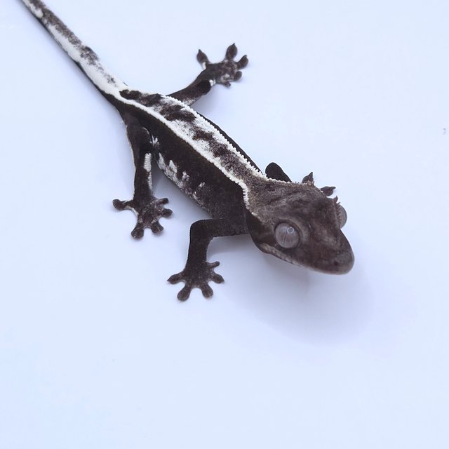Axanthic
