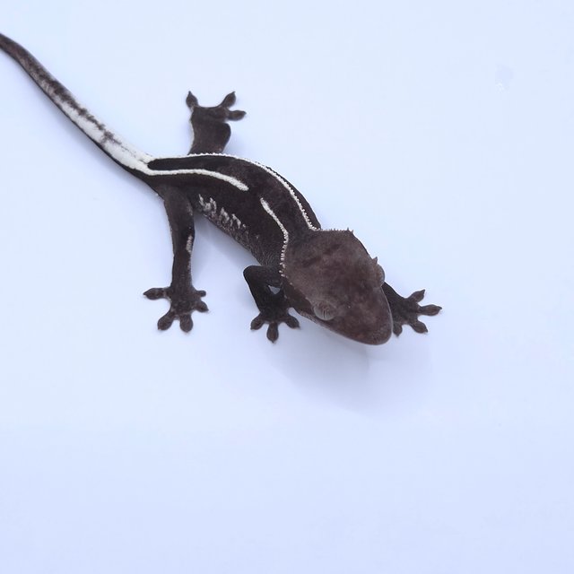 Axanthic